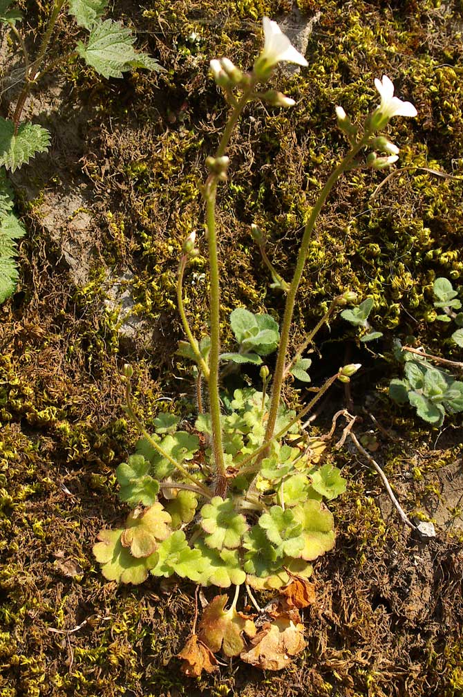 Saxifraga granulata / Sassifraga granulosa